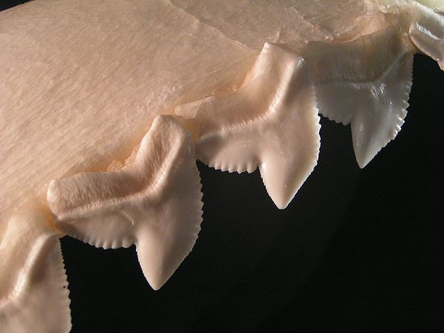 Tiger shark teeth